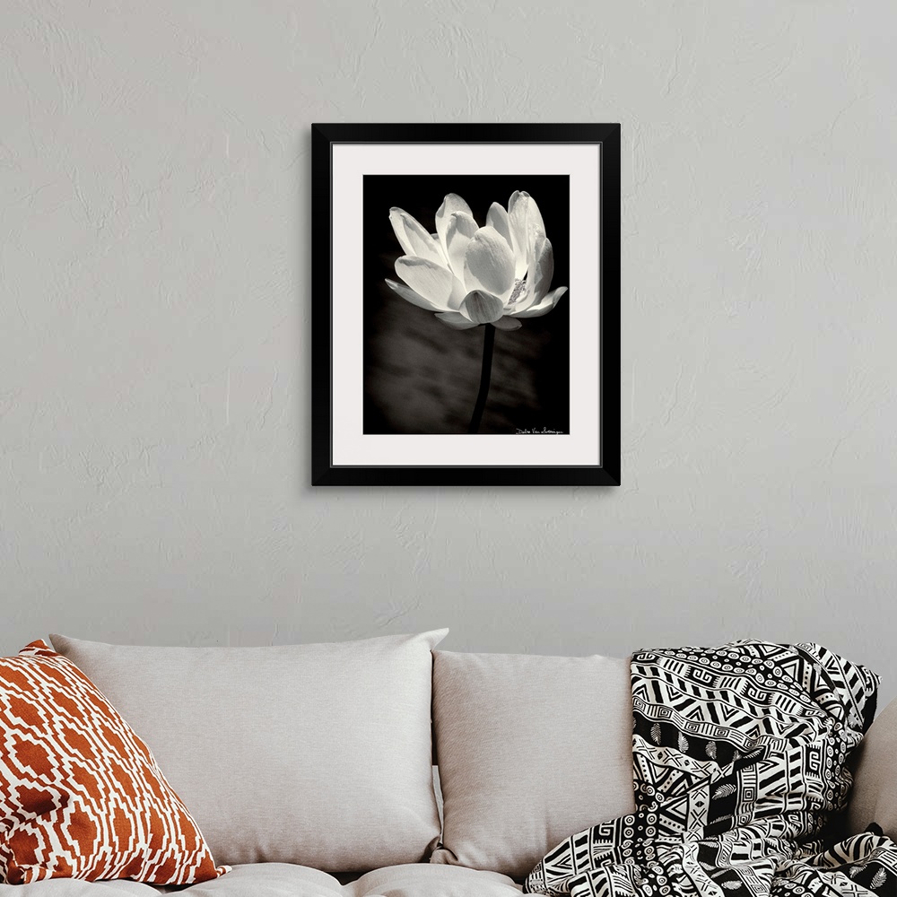 A bohemian room featuring A black and white photograph of a white flower almost looking as if its glowing.