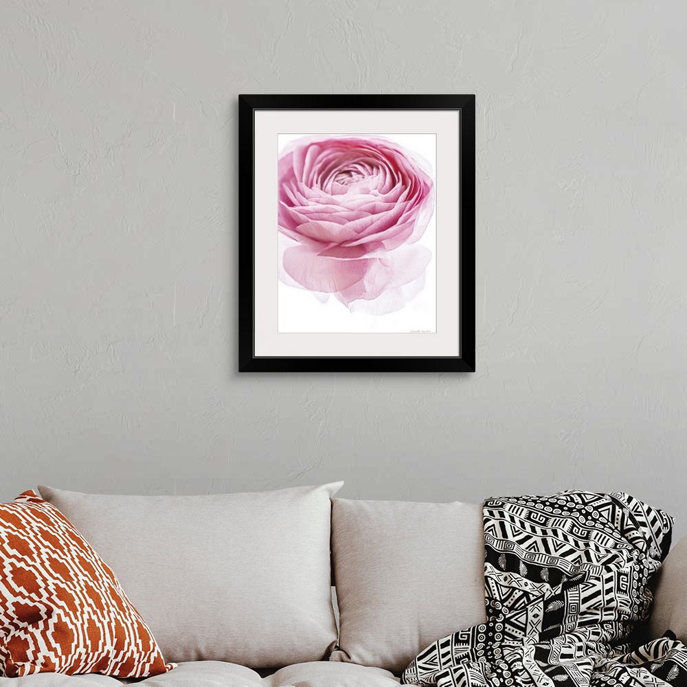 A bohemian room featuring Photograph of a pink lady rose in muted tones that fade into the white background.