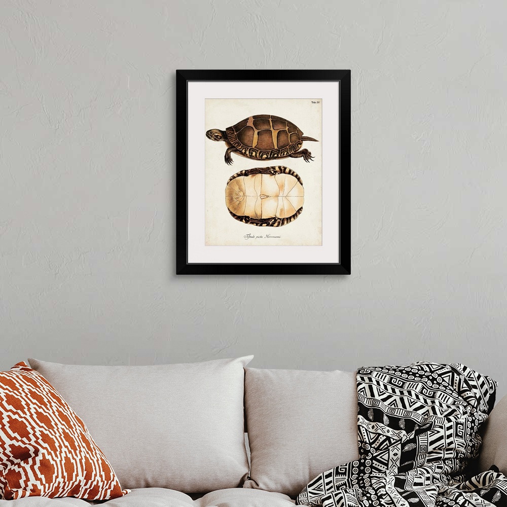 A bohemian room featuring Antique Turtles and Shells IV