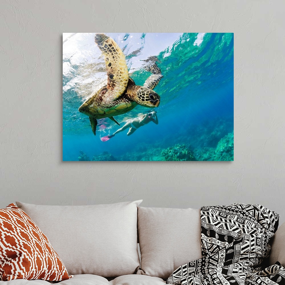 Hawaii, Maui, Green Sea Turtle Honu And Free Diver Wall Art, Canvas ...