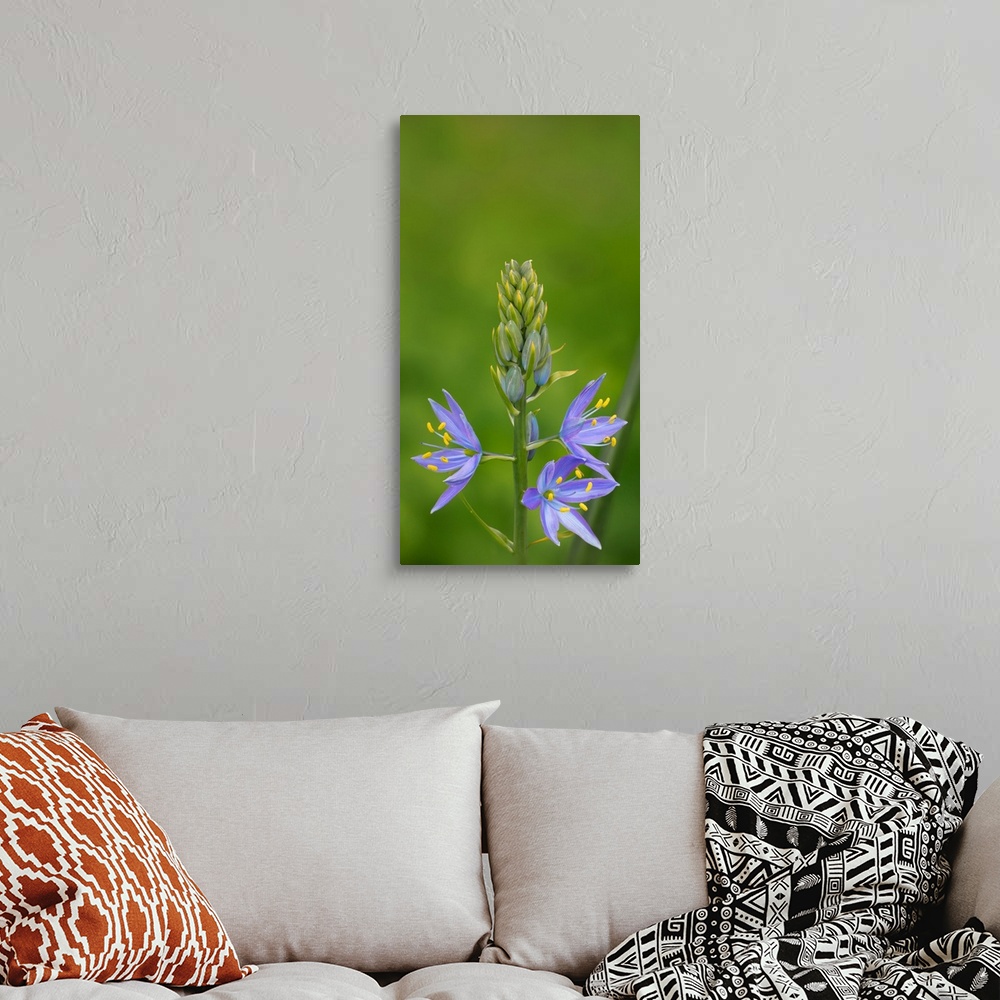 A bohemian room featuring USA. Washington State. Common Camas (Camassia quamash) native wildflower blooming in the spring.