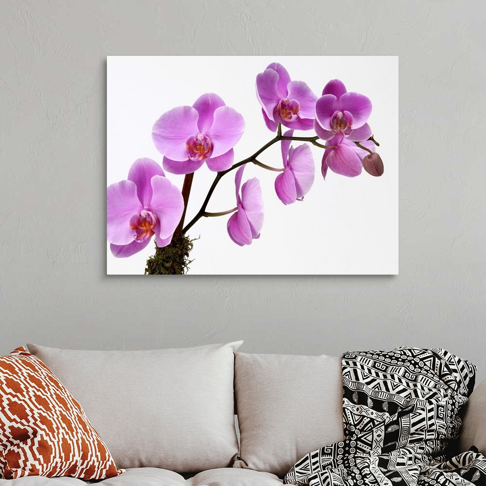 Pink phalaenopsis orchid spray Wall Art, Canvas Prints, Framed Prints ...