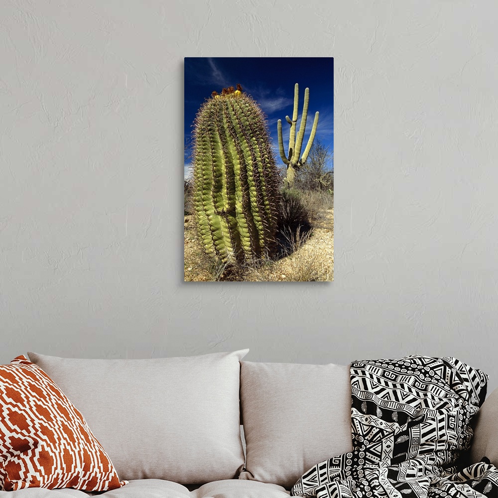 Saguaro with Fishhook Barrel Cactus, Sonoran Desert, Arizona Wall Art ...