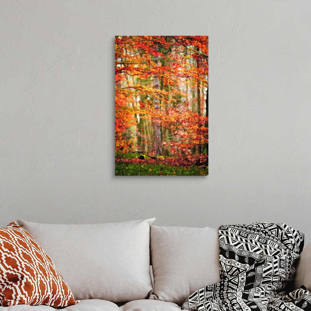 Autumn in New Haven Wall Art, Canvas Prints, Framed Prints, Wall Peels ...