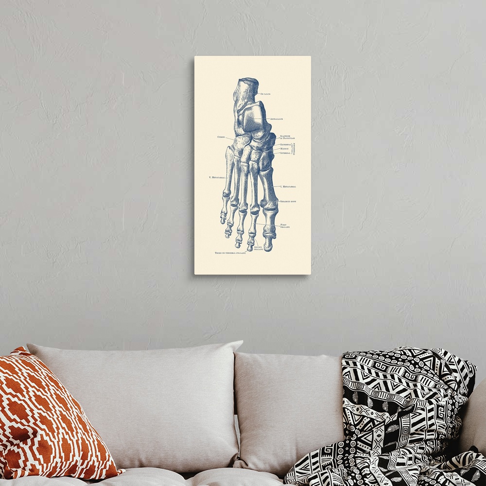 A bohemian room featuring Vintage anatomy print of the human right foot with each bone labeled.