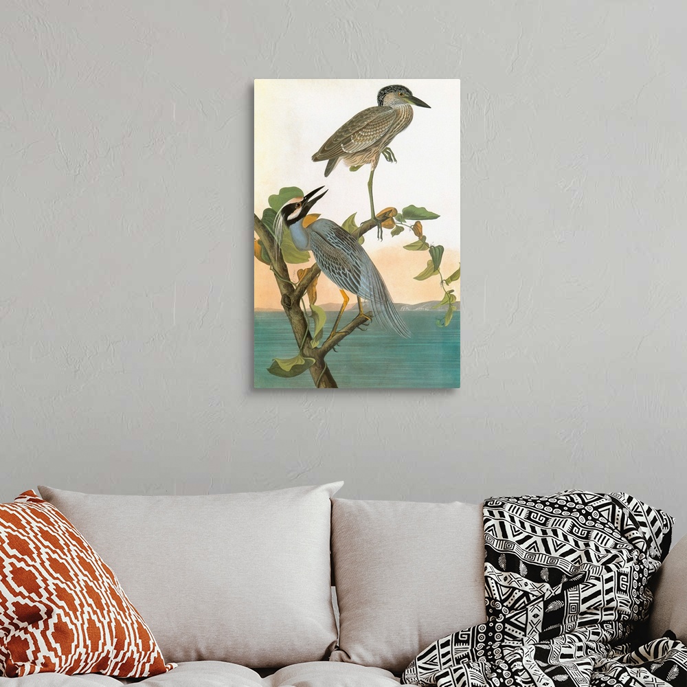 Yellow-crowned Night Heron Wall Art, Canvas Prints, Framed Prints, Wall ...