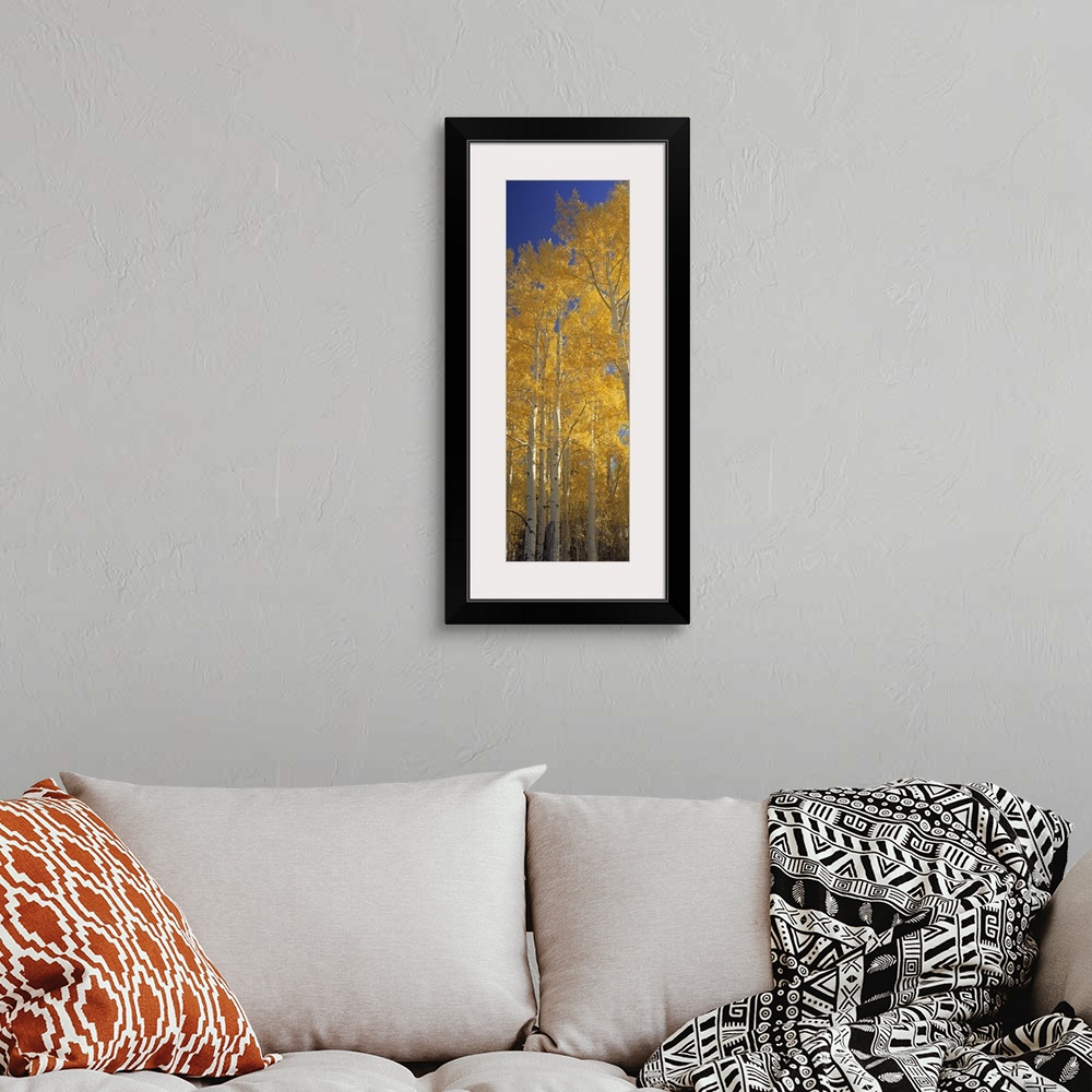 A bohemian room featuring Vertical panoramic of tall yellow leaved trees in Flagstaff, Arizona.