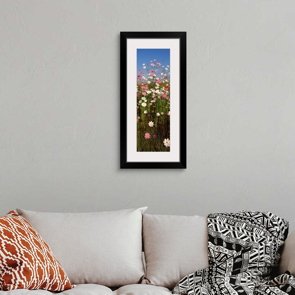 A bohemian room featuring Mexican asters Cosmos bipinnatus blooming in a field South Africa