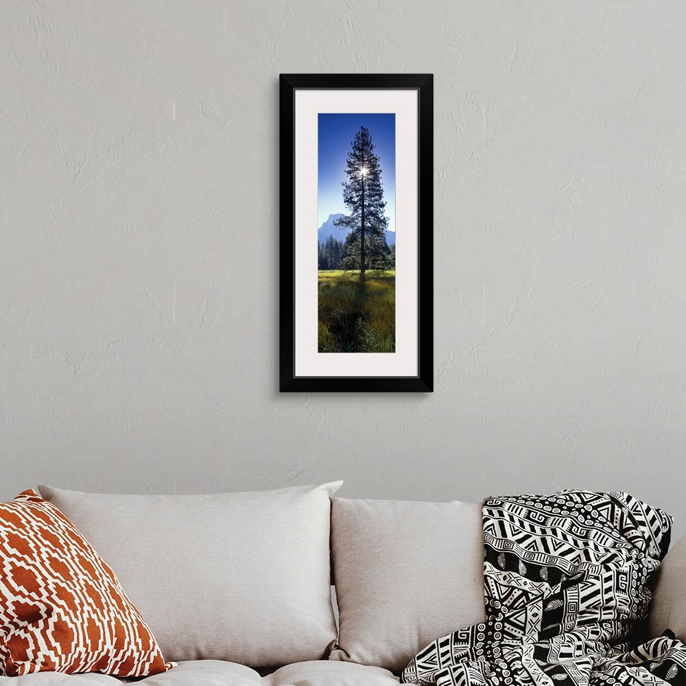 A bohemian room featuring Large vertical photograph of a tall pine tree in a field in Yosemite Valley, the sun directly beh...