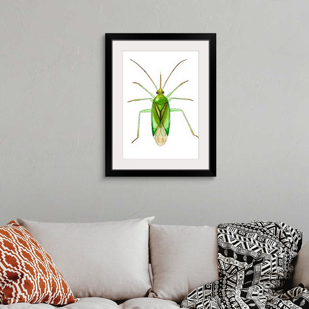A bohemian room featuring Common green capsid bug (Lygocoris pabulinus), artwork. This species of plant bug measures betwee...
