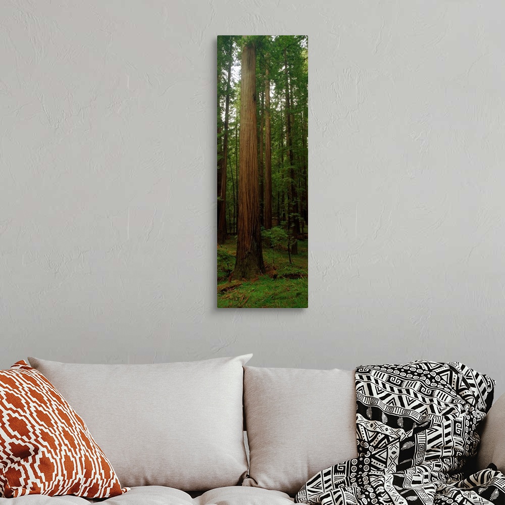 A bohemian room featuring Vertical photograph on a big canvas of tall redwood trees surrounded by green foliage in the Gian...