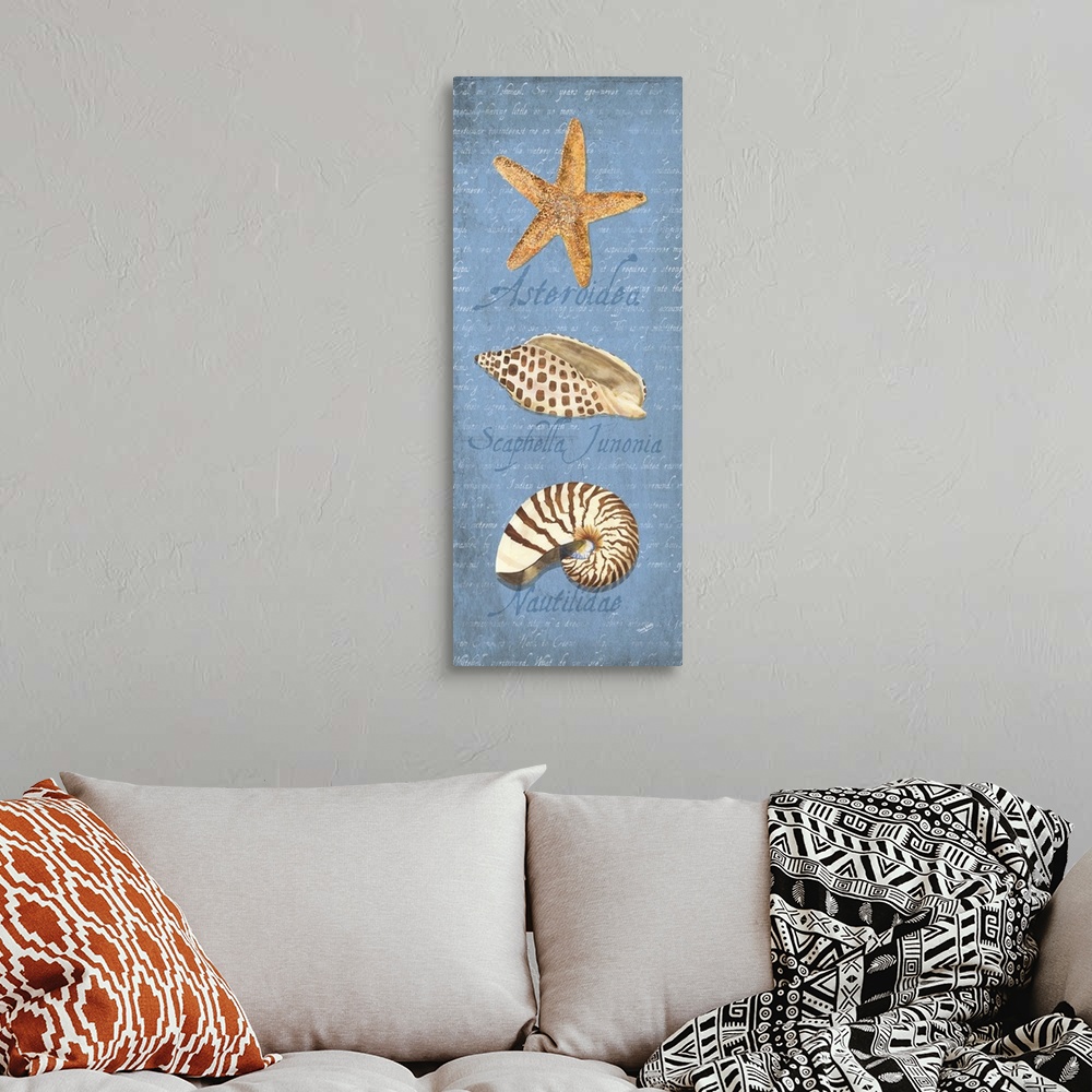A bohemian room featuring Decorative design of shells on a blue background with faded text and 'Asteroidea, Scaphella Junon...