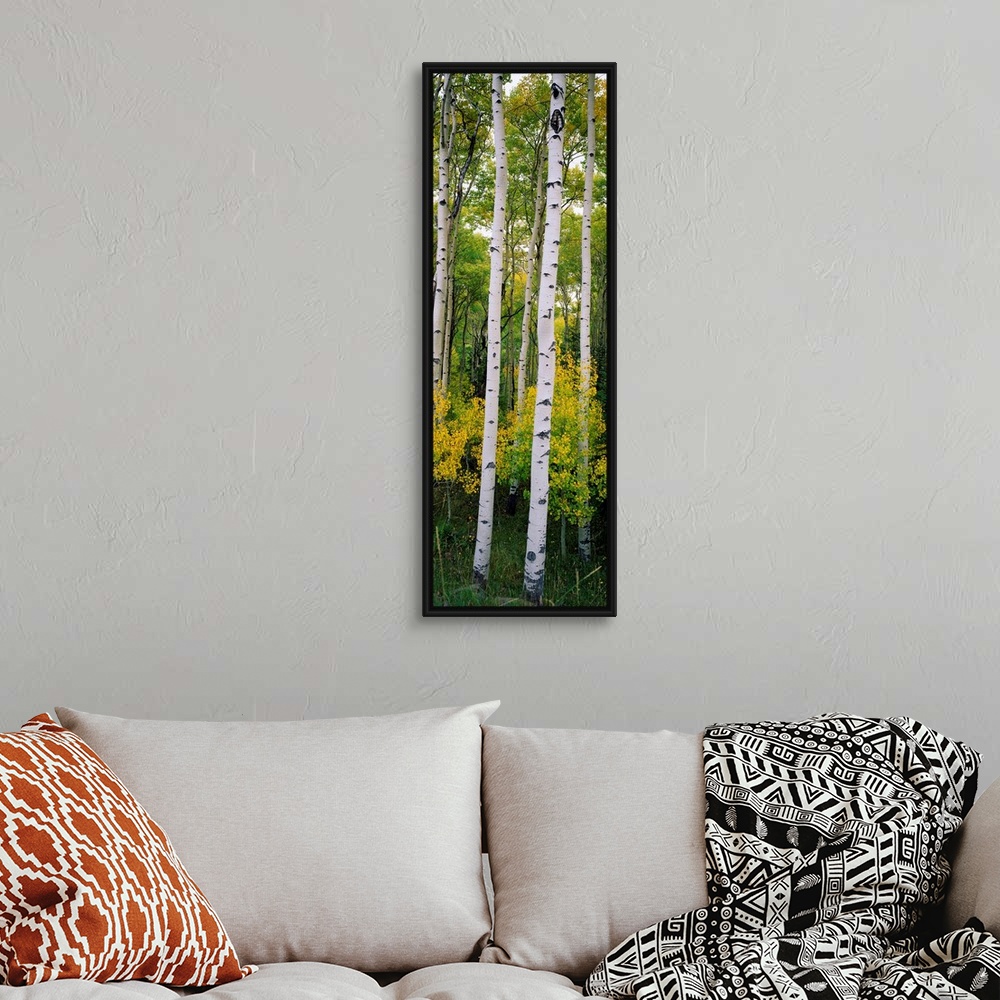 A bohemian room featuring Panoramic photograph shows a dense forest filled with aspen trees within the Rocky Mountains.