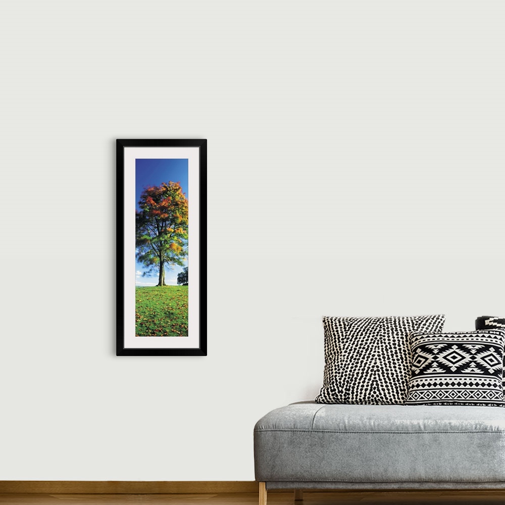 A bohemian room featuring Low angle view of a tree, Lake District, Cumbria, England