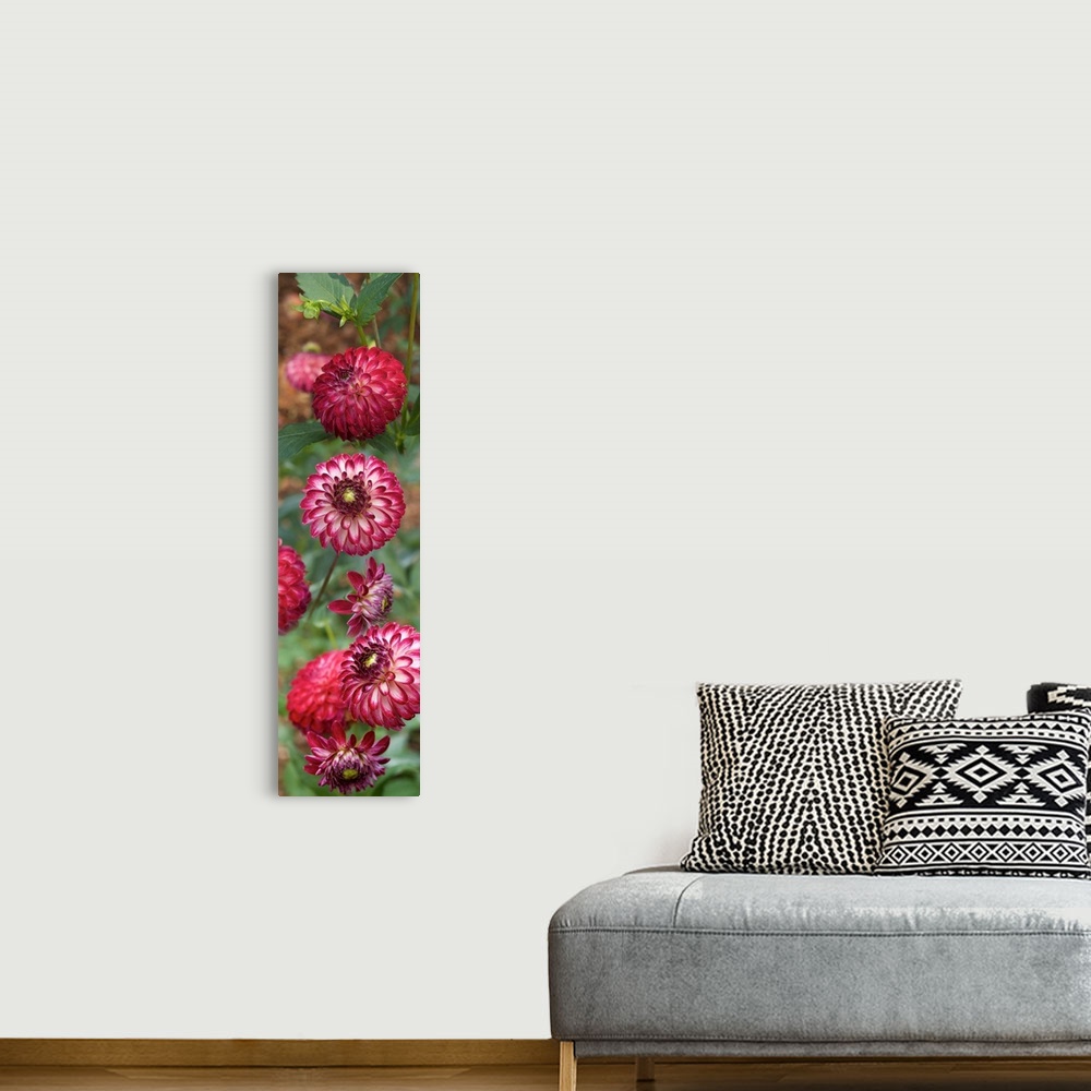 A bohemian room featuring Close-up of red and white Zinnia flowers