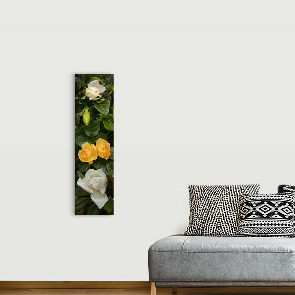 A bohemian room featuring Close-up of White Poppies with yellow Roses