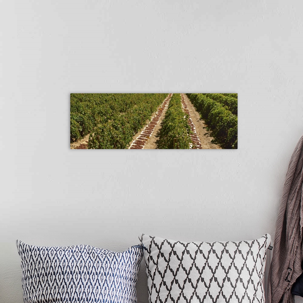 A bohemian room featuring Raisin grape vineyard in late summer with harveste