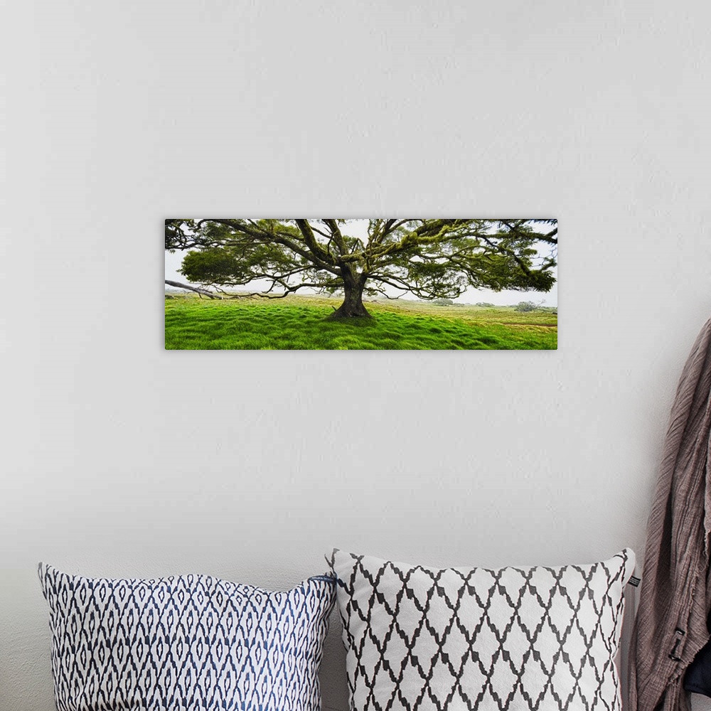 A bohemian room featuring Koa tree (Acacia Koa) panorama Hawaii.