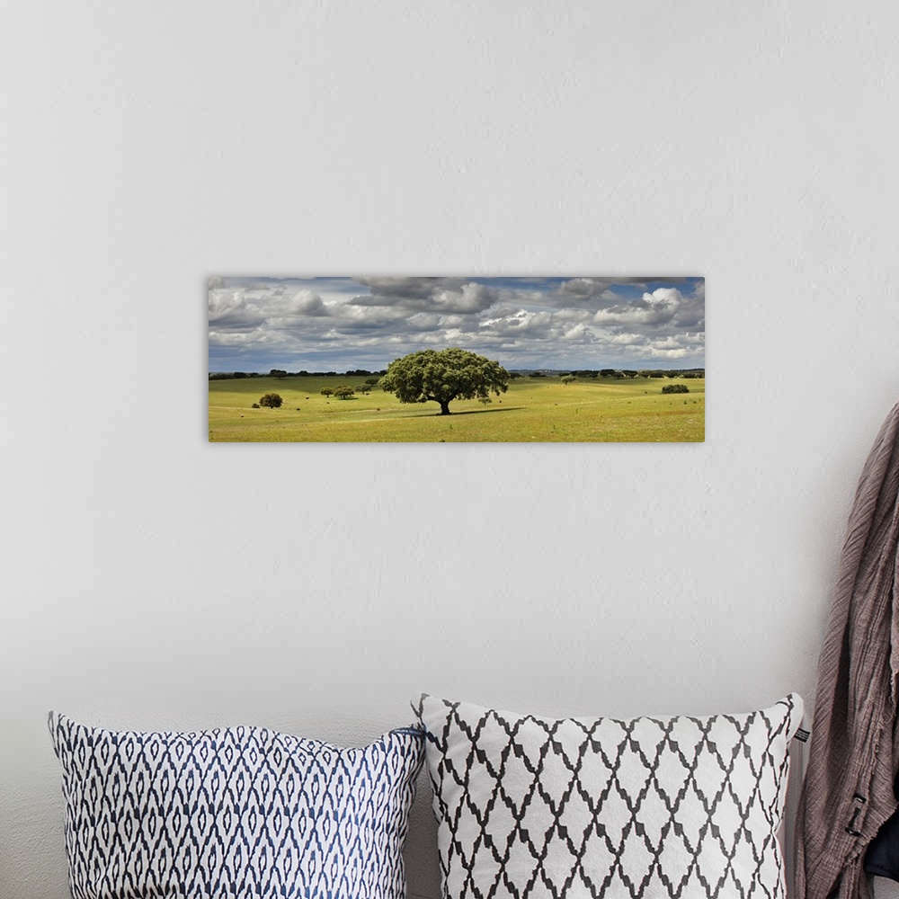 A bohemian room featuring Holm oaks in the vast plains of Alentejo. Portugal