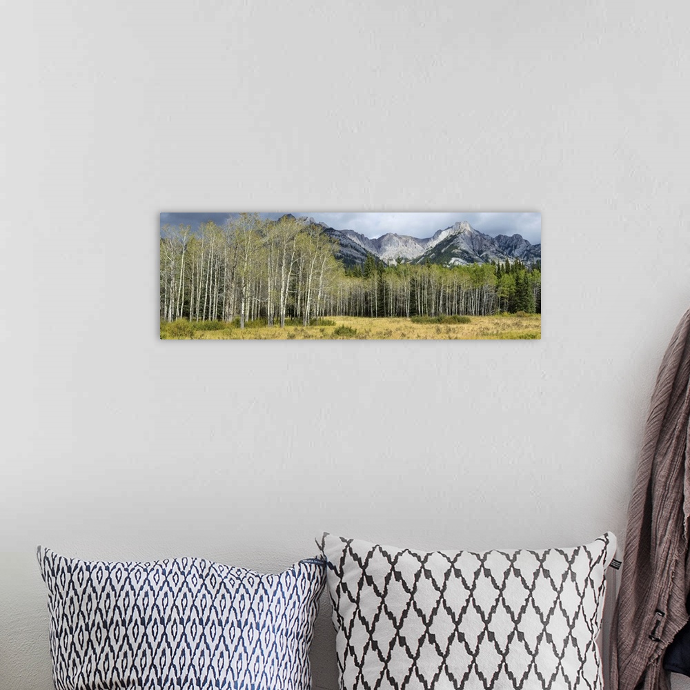 A bohemian room featuring Aspen trees with mountains in the background, Bow Valley Parkway, Canada