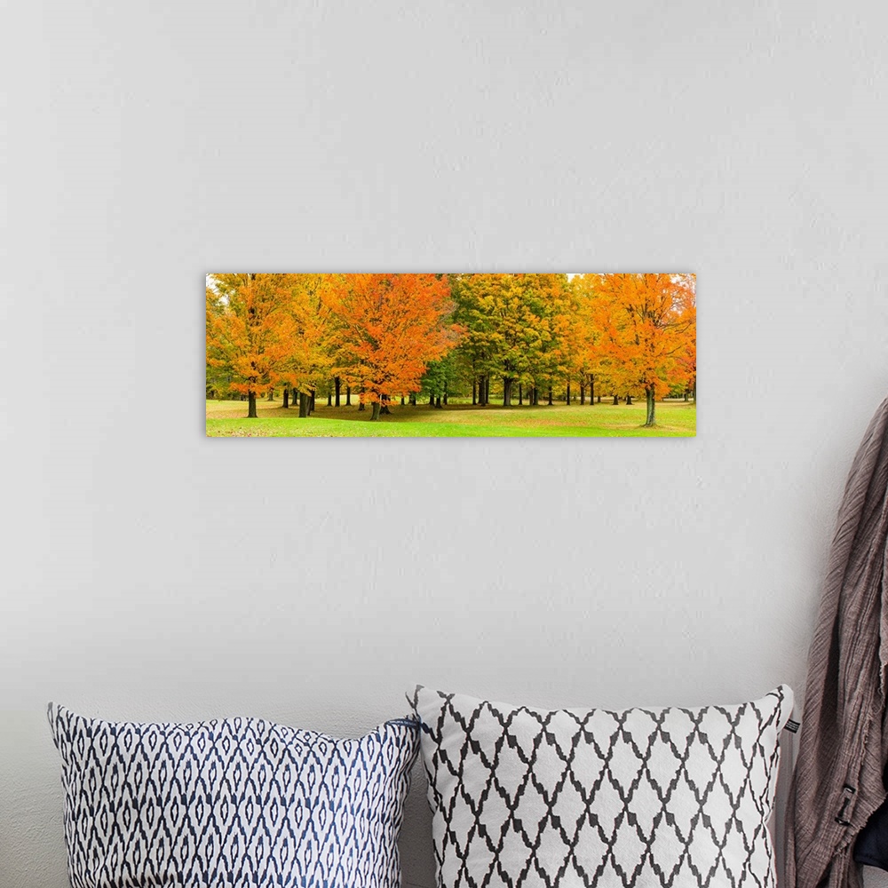 A bohemian room featuring Autumn trees in a park, Chestnut Ridge County Park, Orchard Park, Erie County, New York State, USA