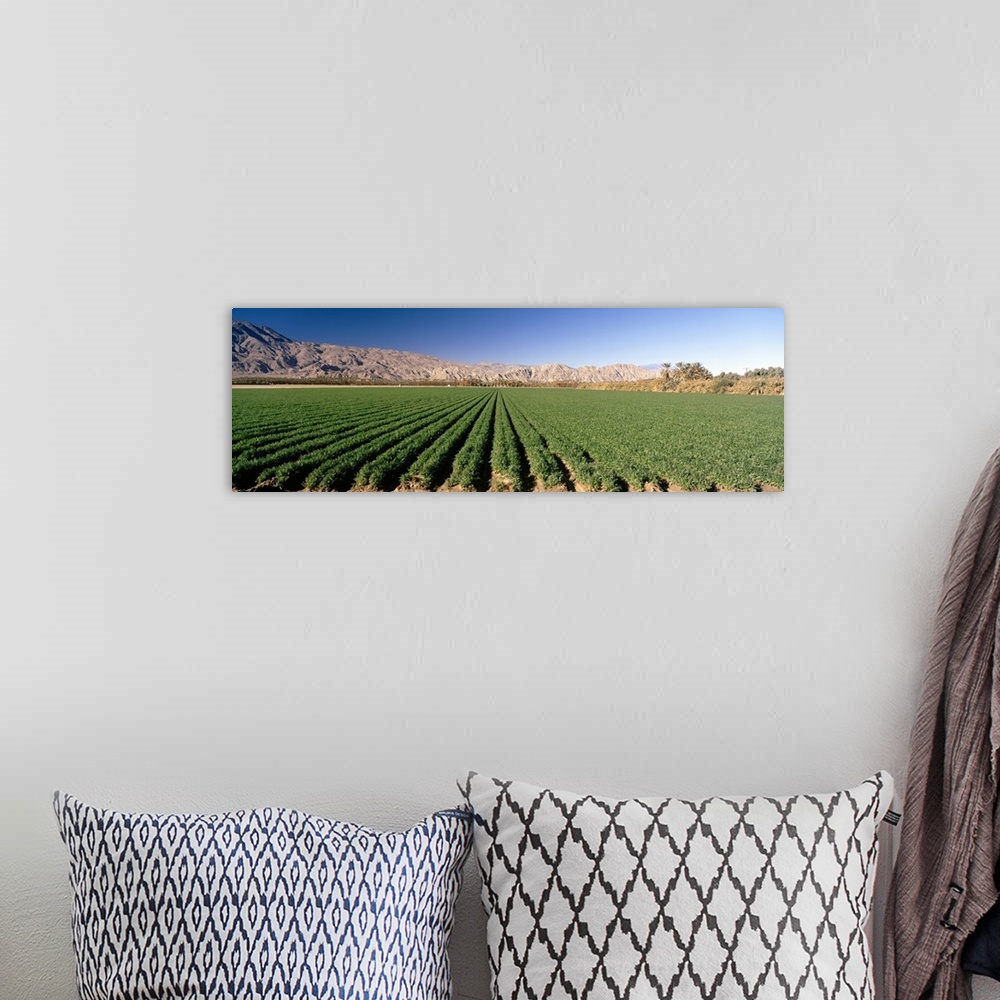 A bohemian room featuring Carrot crops in a field, Indio, Coachella Valley, Riverside County, California,