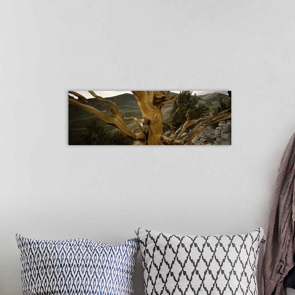 A bohemian room featuring Close-up of bristlecone pine (Pinus longaeva) tree with mountains in the background, White Mounta...