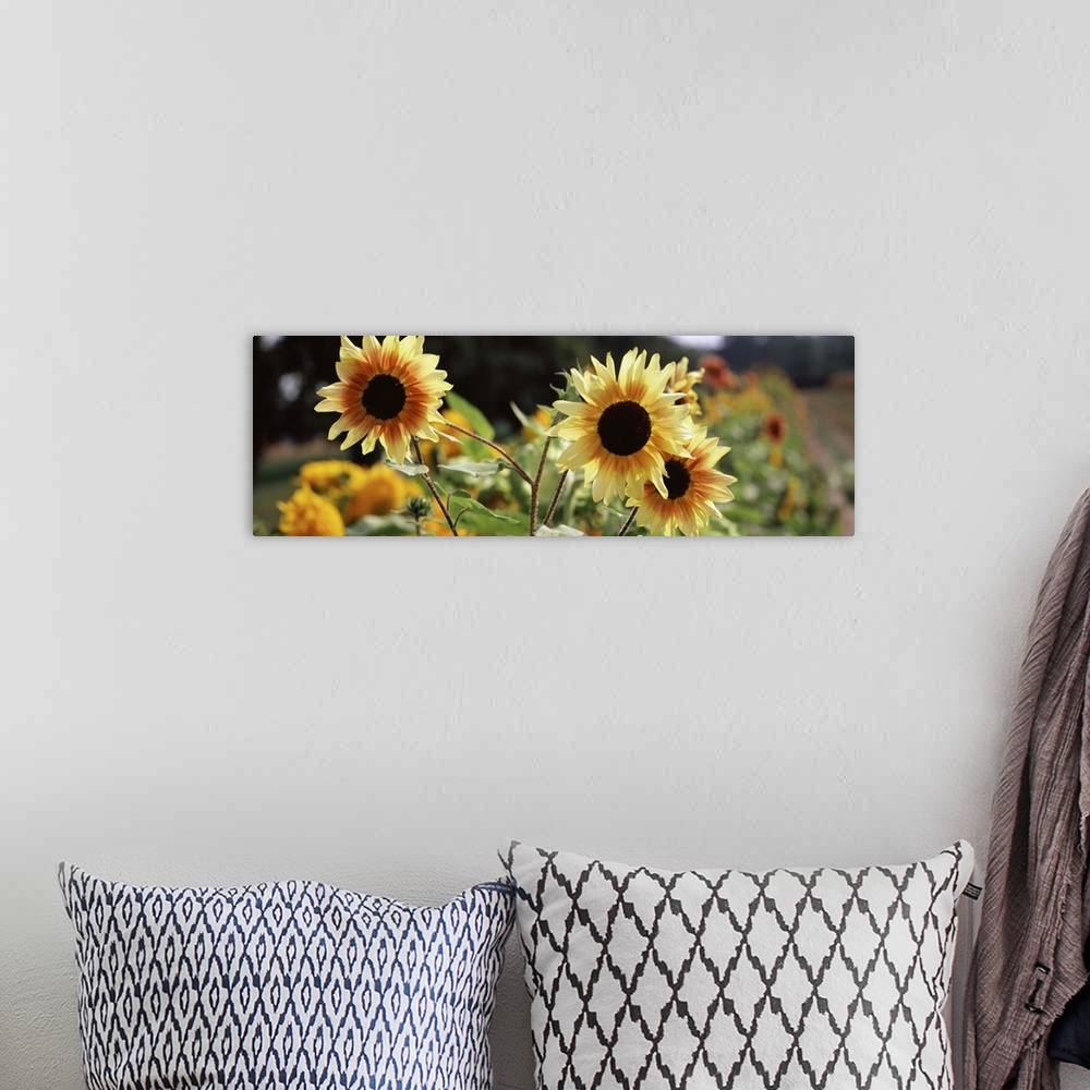 A bohemian room featuring Close-up of Sunflowers