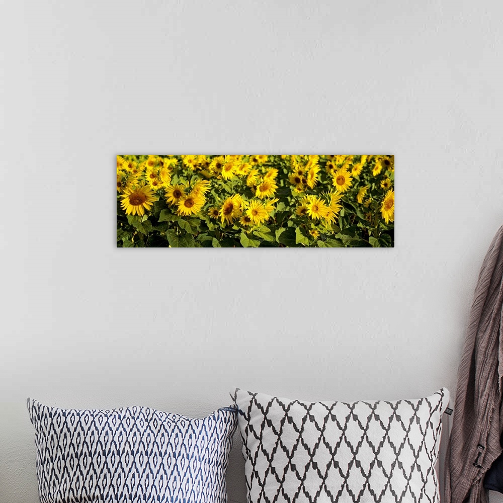 A bohemian room featuring Close-up of sunflowers in a field