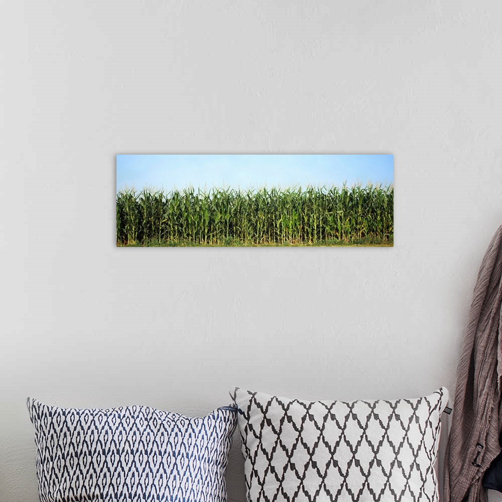 A bohemian room featuring Corn crop in a field, Wisconsin, USA