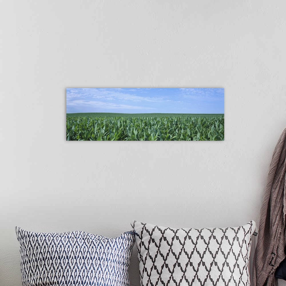 A bohemian room featuring Corn crop on a landscape, Kearney County, Nebraska