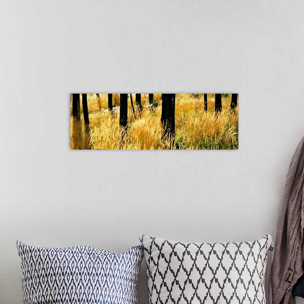 A bohemian room featuring Dry autumn grasses turn a yellow hue in a stand of burned Lodgepole pines, Buffalo Valley, Wyomin...