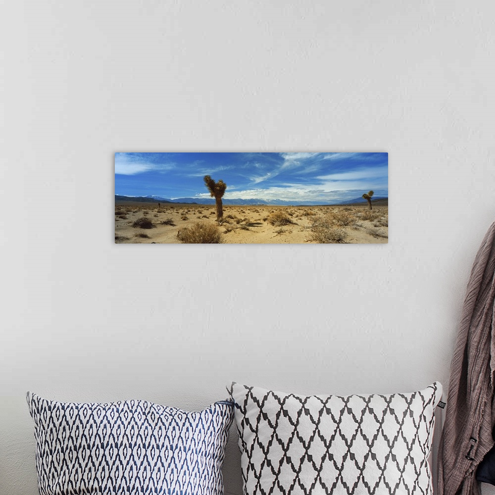 A bohemian room featuring Joshua Tree in a desert, Mojave Desert, California