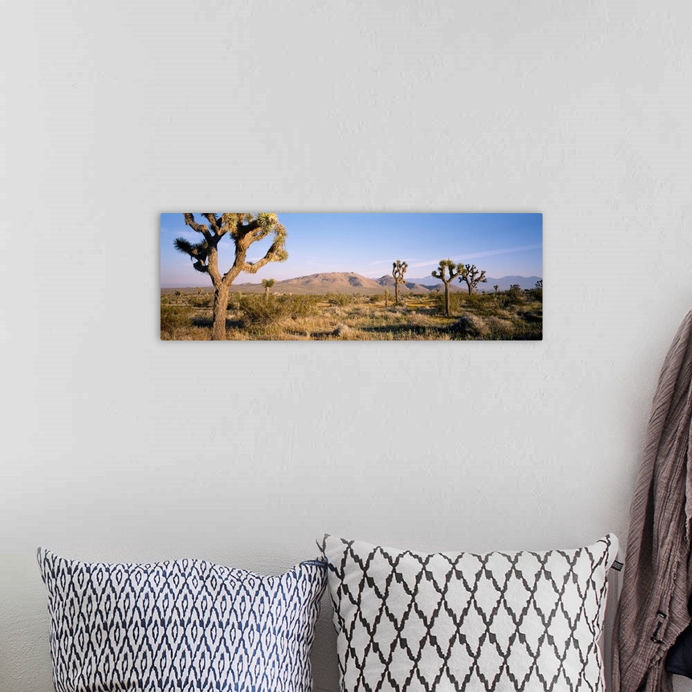 A bohemian room featuring Joshua trees in Joshua Tree National Park, California, USA