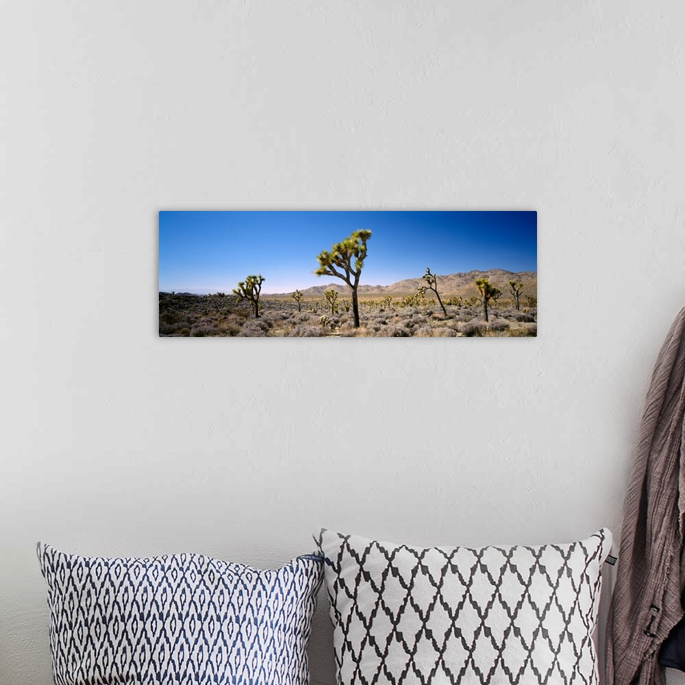 A bohemian room featuring Joshua trees in Joshua Tree National Park, California, USA
