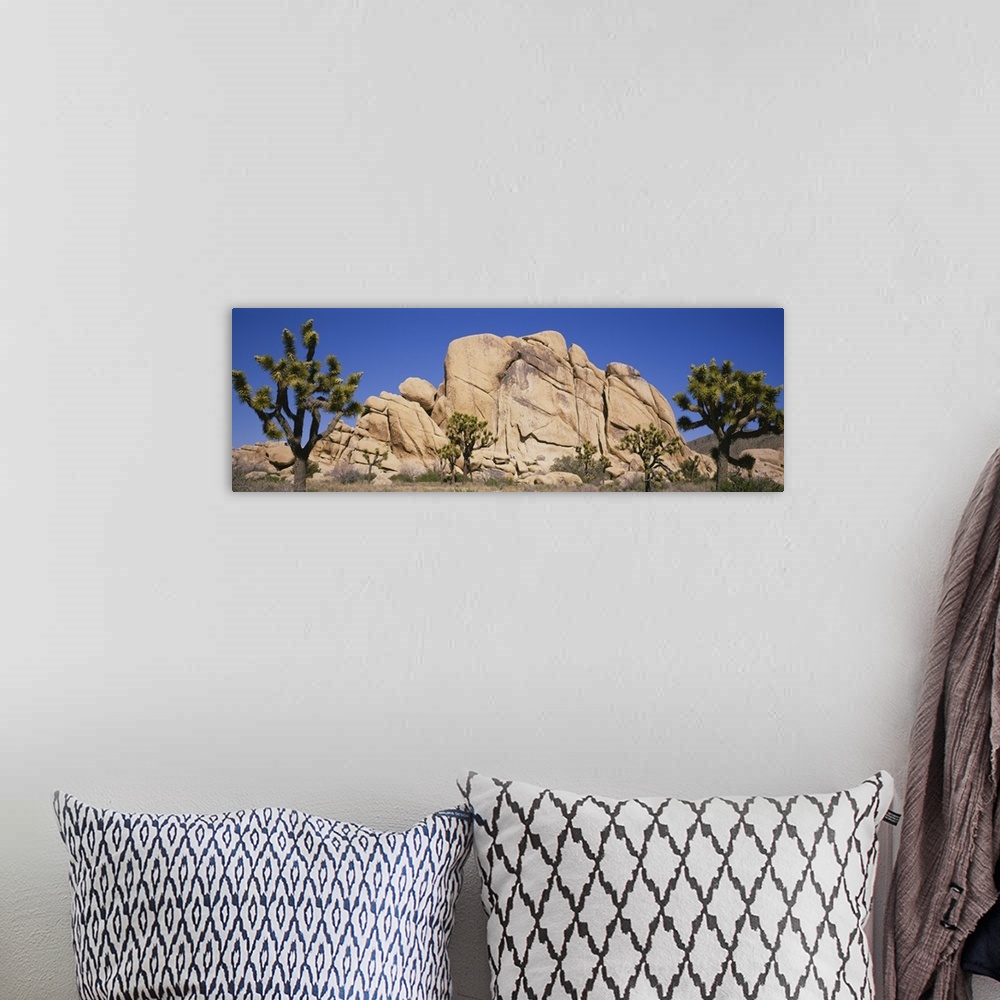A bohemian room featuring Low angle view of trees and rocks in a park, Joshua Tree National Monument, California