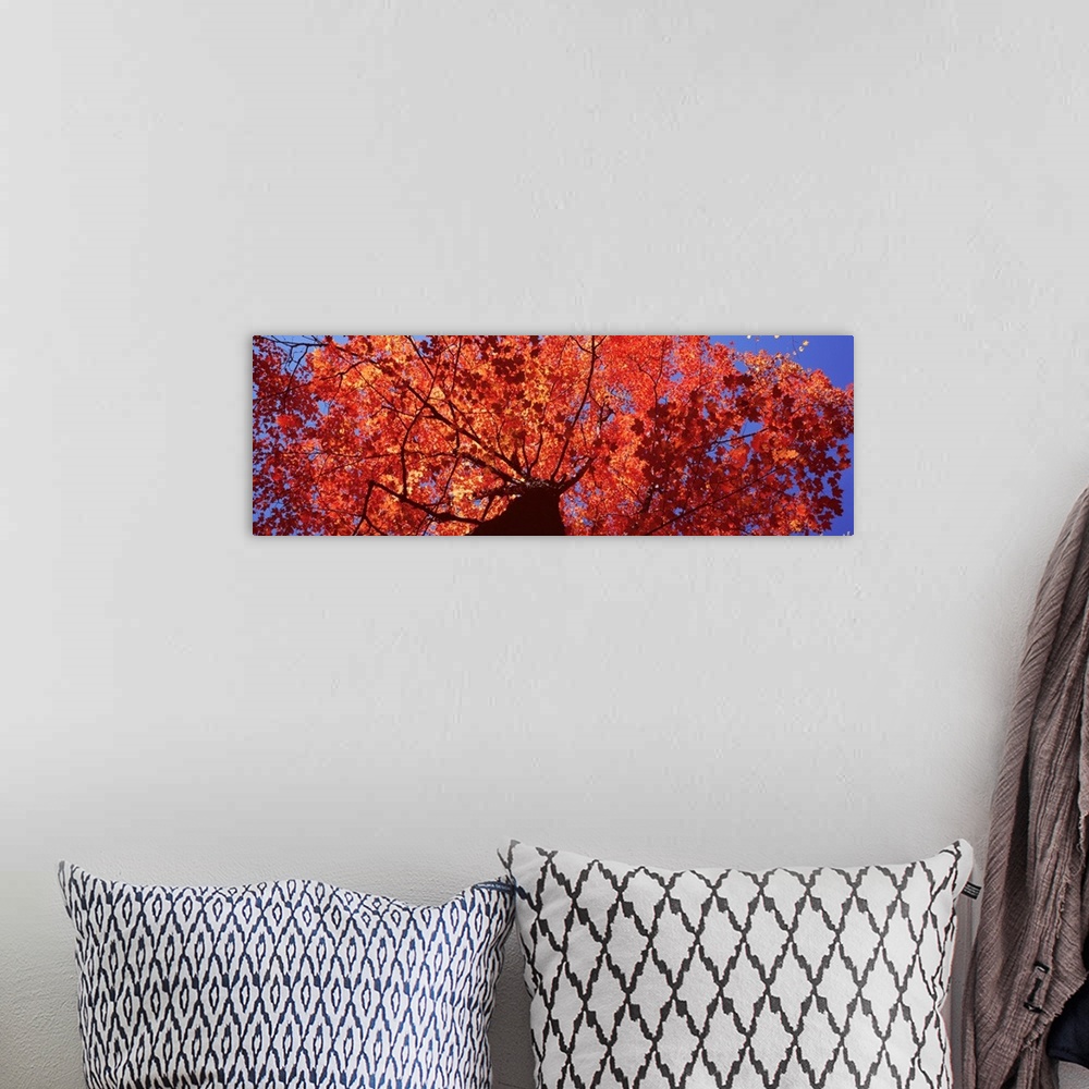 A bohemian room featuring Maine, Mount Desert Island, Acadia National Park, Low angle view of a maple tree
