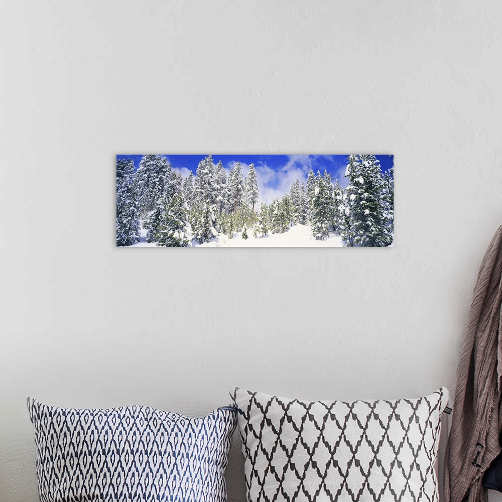 A bohemian room featuring Pine trees on a snow covered hill, Breckenridge, Summit County, Colorado