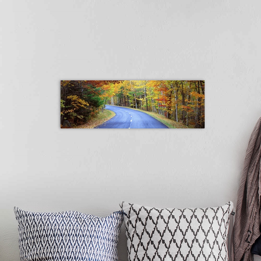A bohemian room featuring Road passing through a forest, Park Loop Road, Acadia National Park, Maine, USA