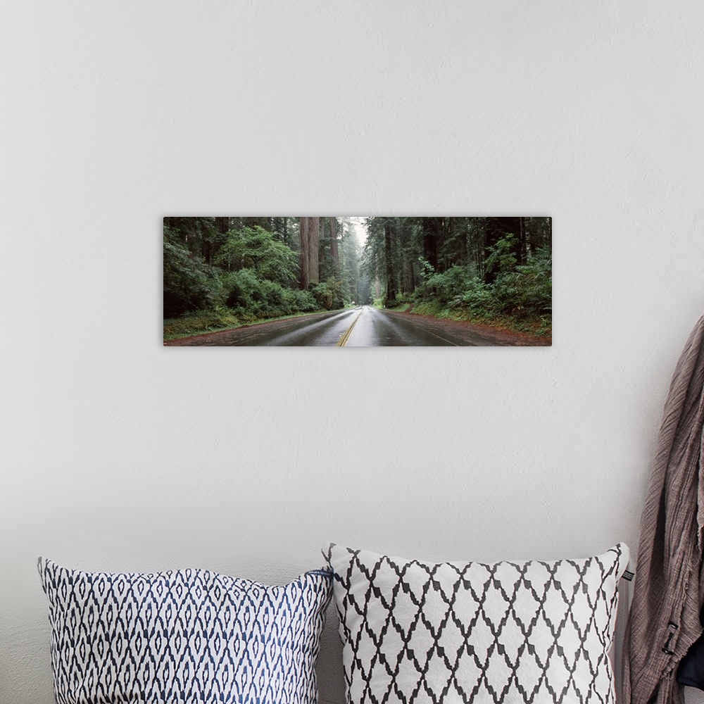 A bohemian room featuring Road passing through forest Avenue Of The Giants Humboldt Redwoods State Park Eureka Humboldt Cou...