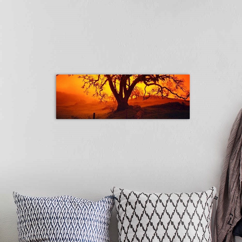 A bohemian room featuring Silhouette of oaks trees, Central Coast, California