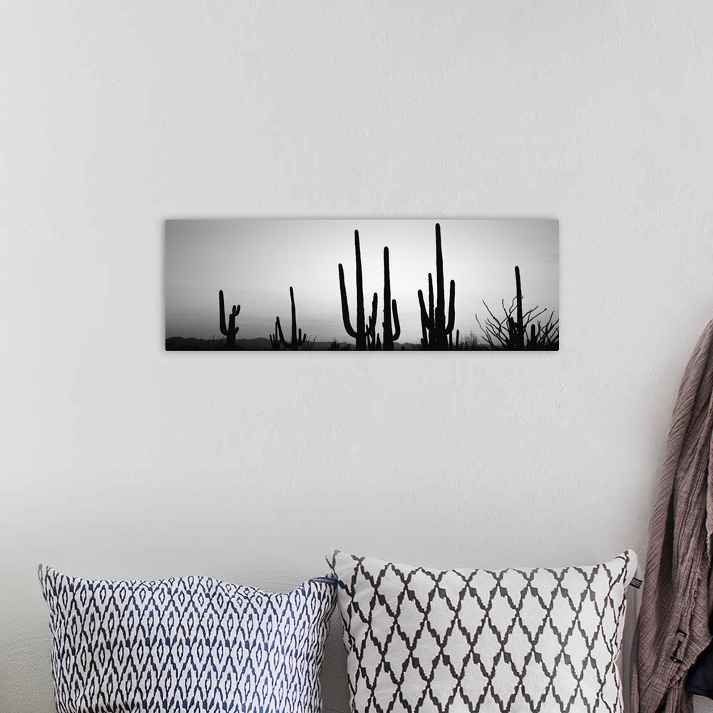 A bohemian room featuring Silhouette of Saguaro cacti, Saguaro National Park, Tucson, Arizona