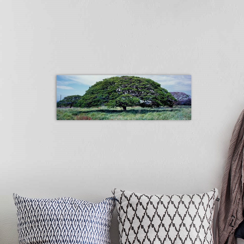 A bohemian room featuring View of monkeypod trees (albizia saman), pahala, hawaii county, hawaii, USA.