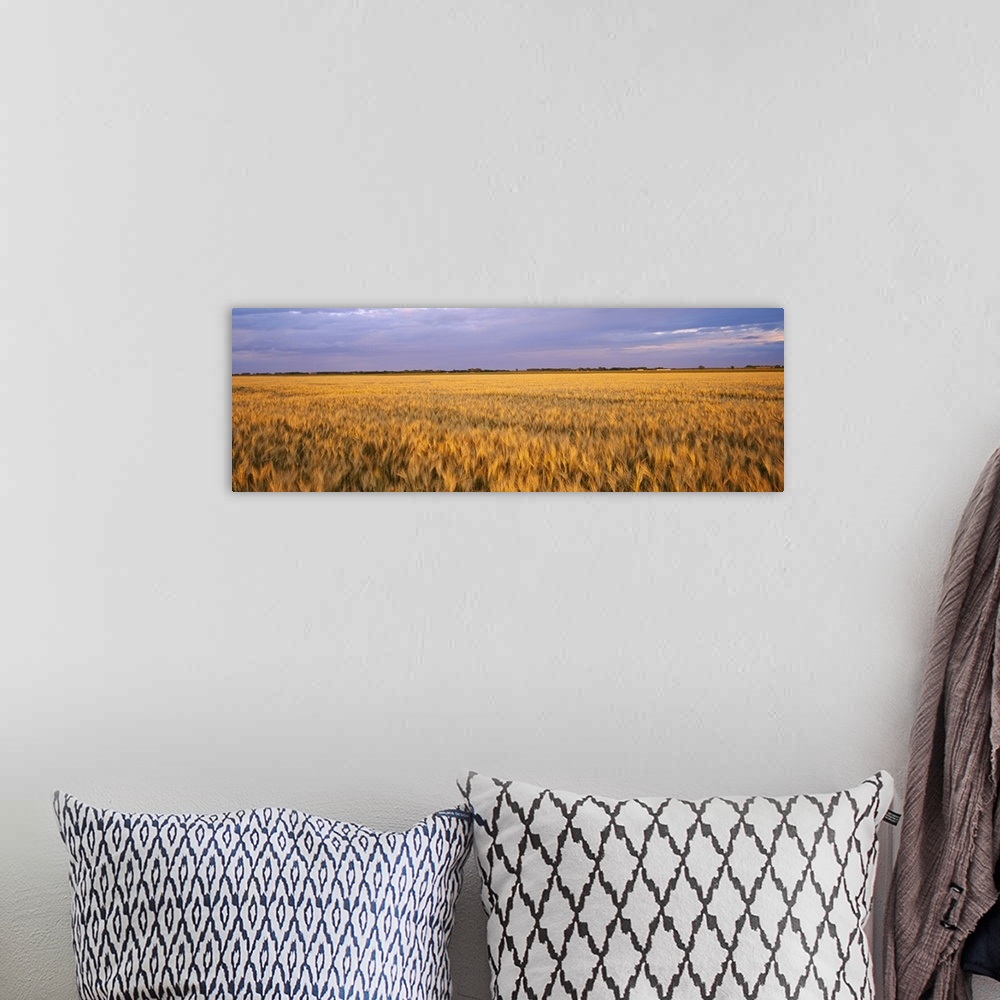A bohemian room featuring A vast wheat field is photographed in an elongated view under a cloudy sky.