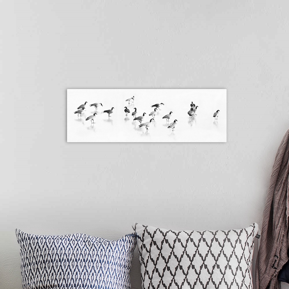 A bohemian room featuring Black and white image of a flock of Canadian Geese walking with their images reflecting below them.