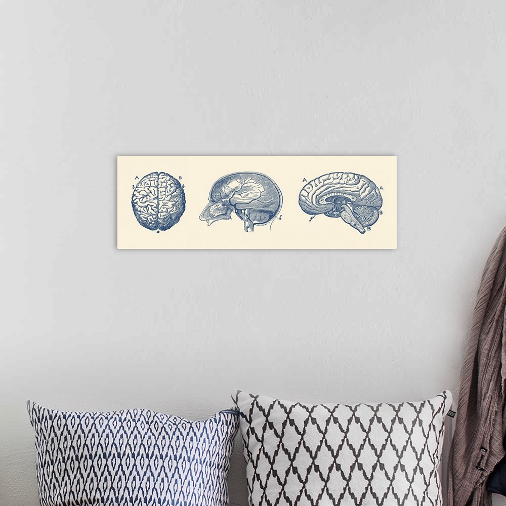 A bohemian room featuring Vintage anatomy print depicting the fissures throughout the human brain.