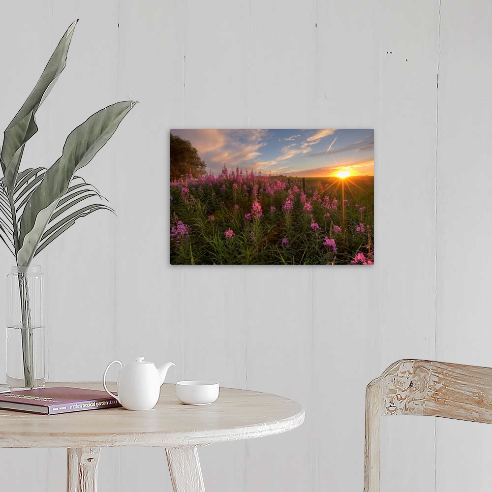 Prairie Wildflowers During Sunset In Central Alberta, Canada Wall Art ...