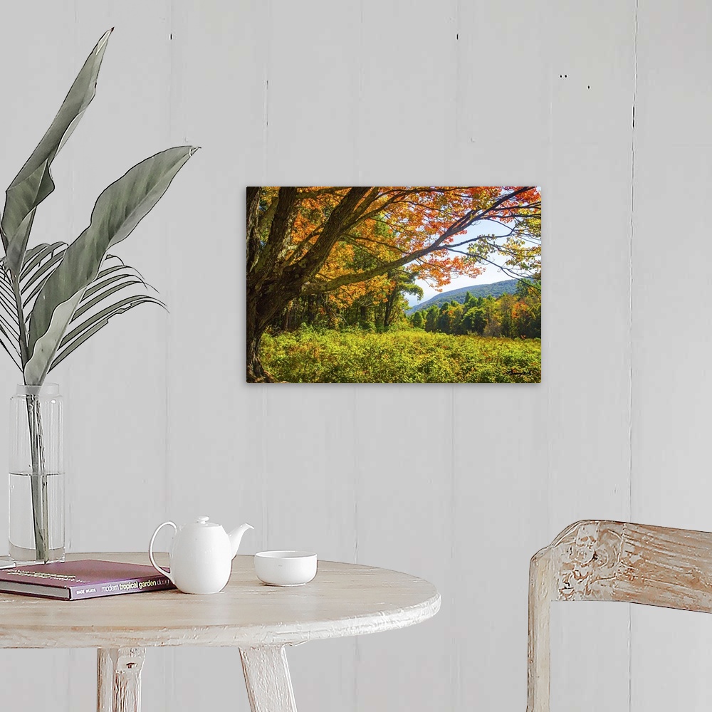 Old Mountain Maple Wall Art, Canvas Prints, Framed Prints, Wall Peels ...