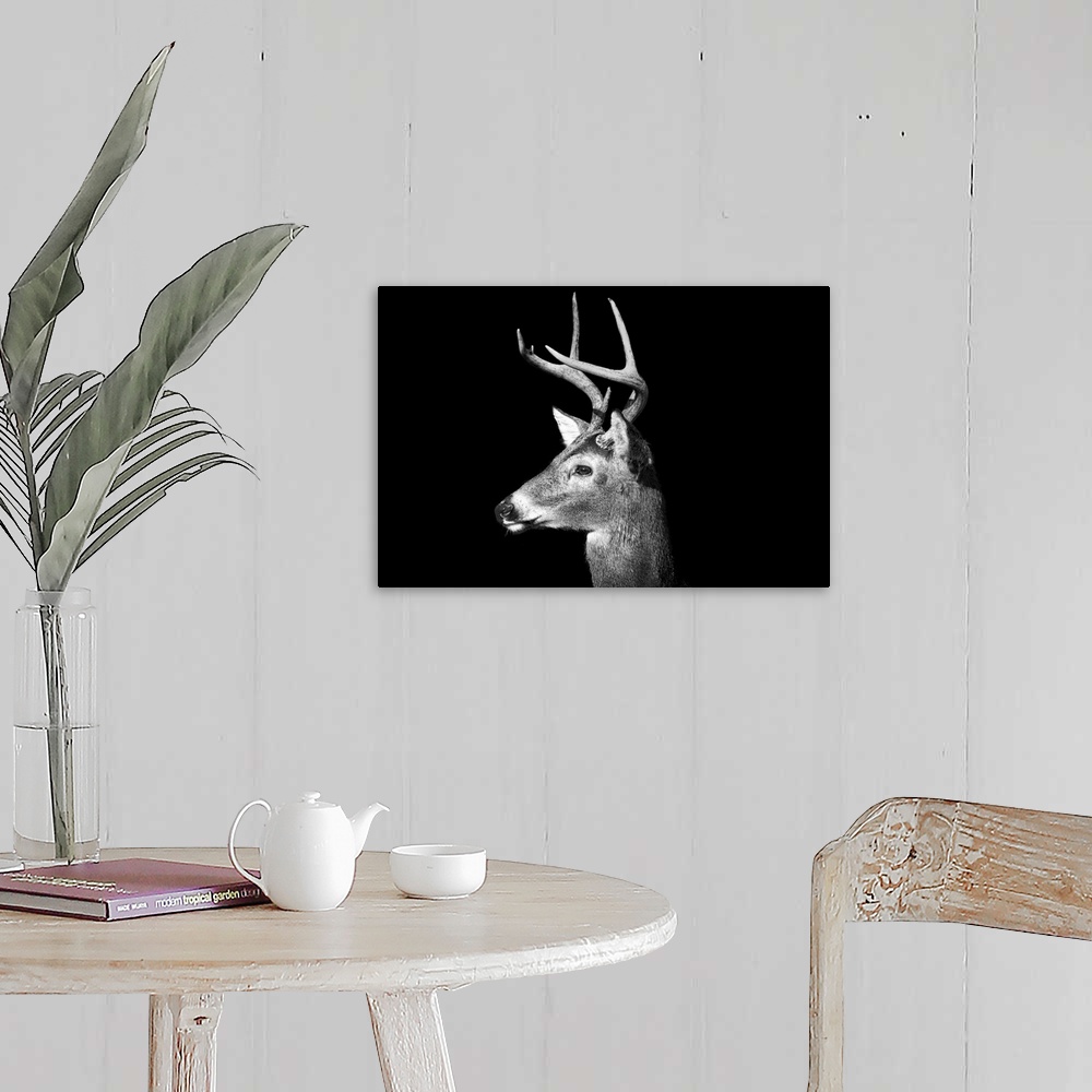 Male White Tailed Deer with antlers in black and white on an all black ...