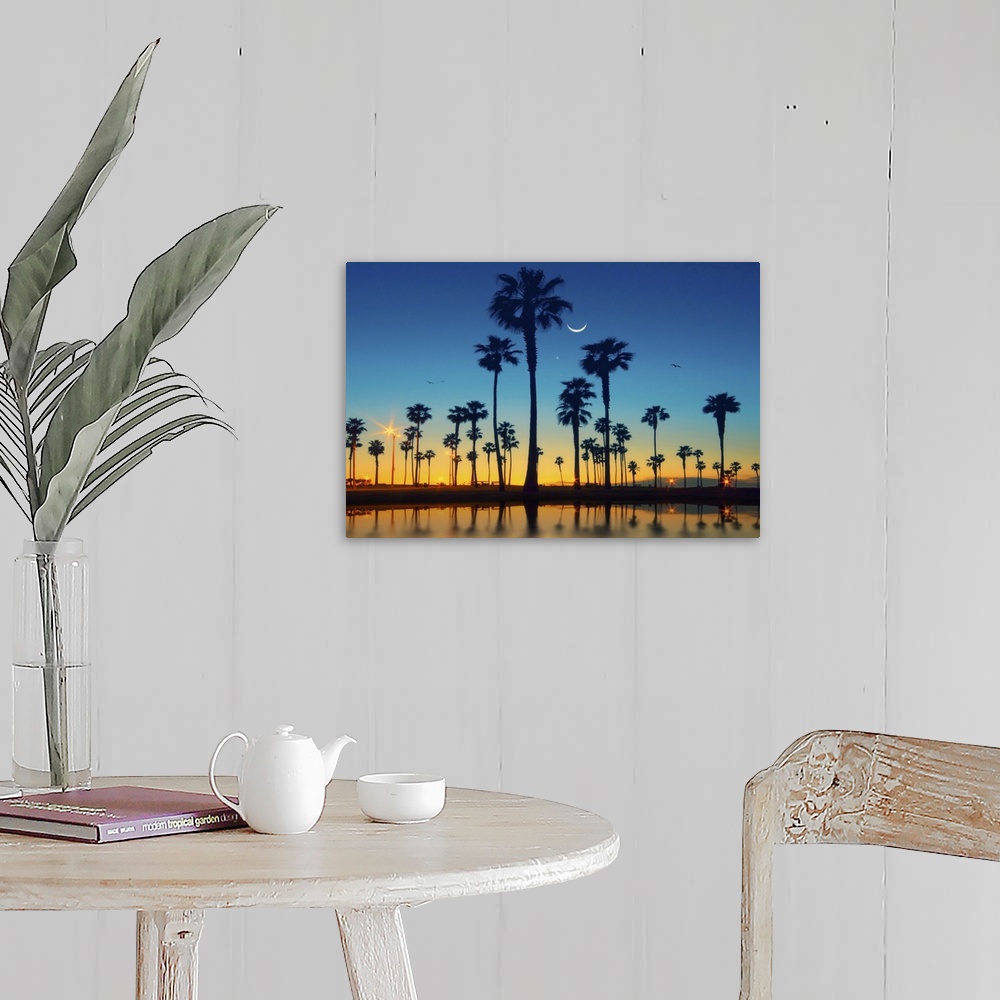 Row of palm trees and half moon over palm tree. Wall Art, Canvas Prints ...